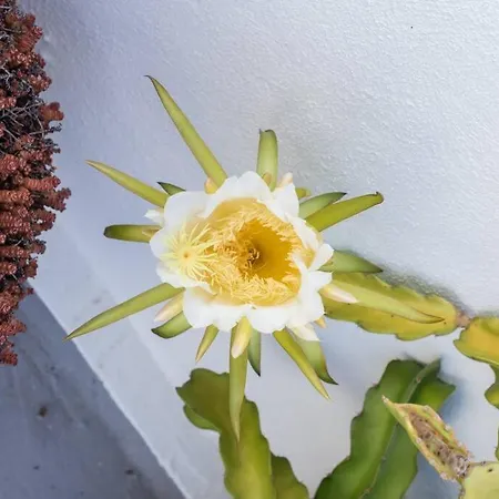 El Loft De Abreu Lejlighed Cádiz